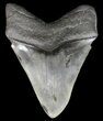 Glossy, Serrated, Fossil Megalodon Tooth #43021-2